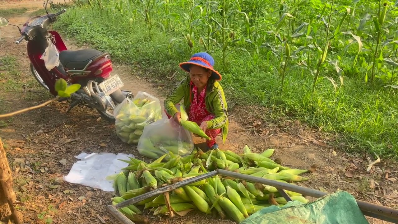 From Seed to Plate: Harvesting & Cooking Our Garden Corn!