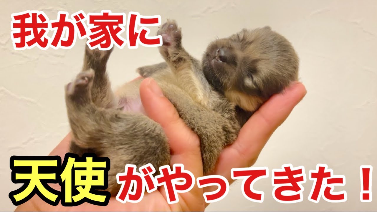 【里親探し】生後1週間で保護された子犬の兄弟がかわいすぎる、、里親探しスタートです！　　　　　　　　#犬