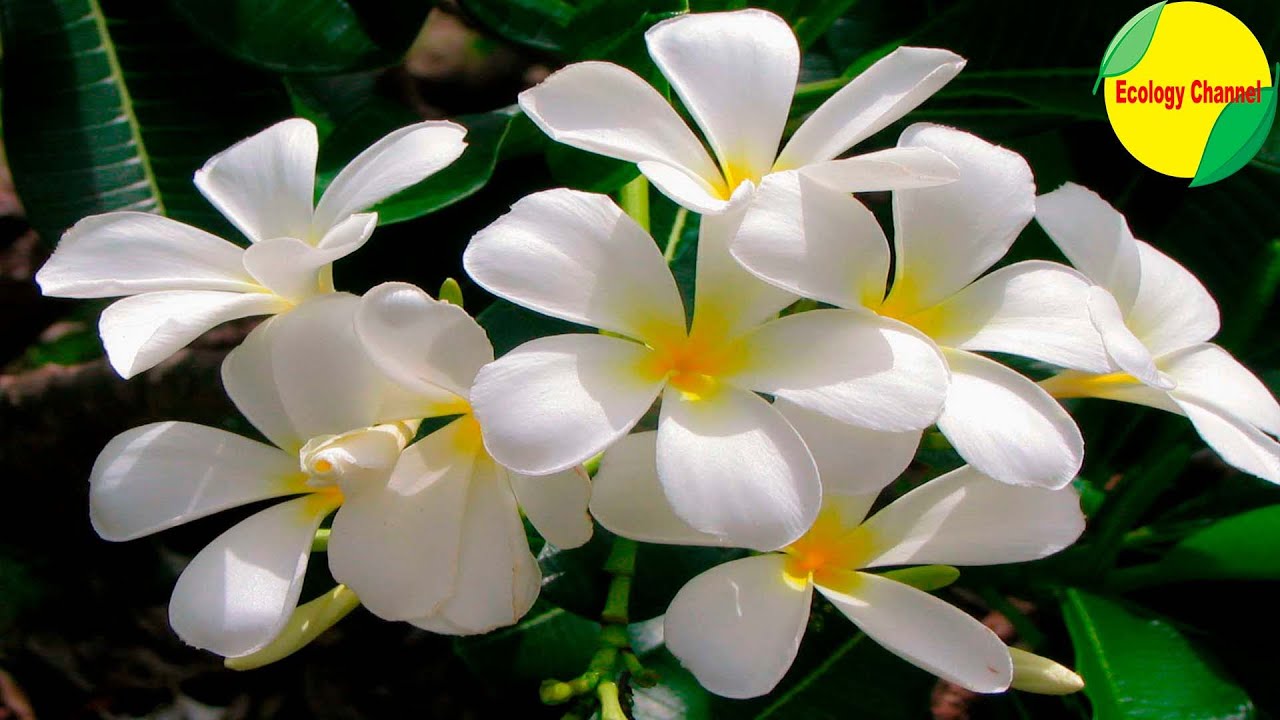 10 Tipos Hermosos de Jazmínes