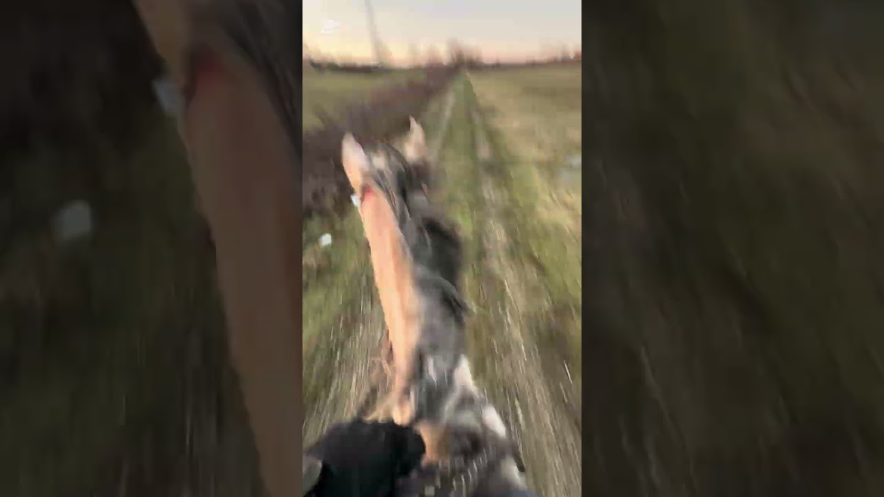 Trening na terenu, plašljivi konji