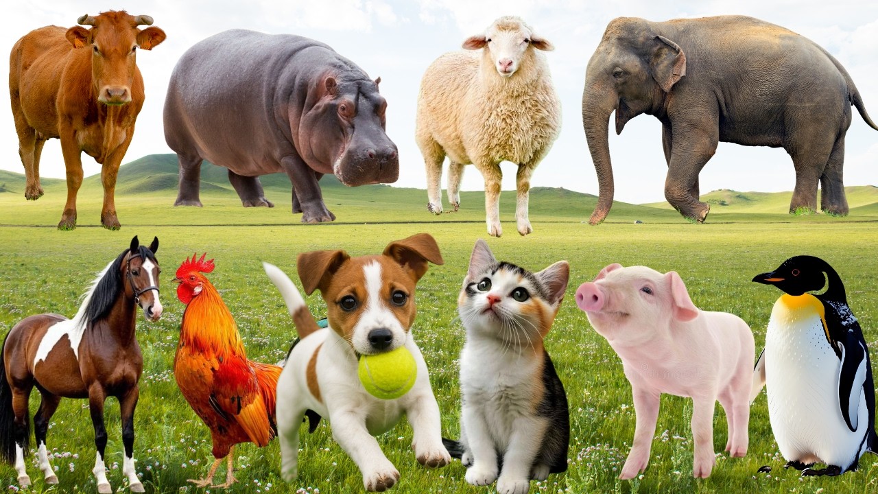 🌿 Giai Điệu Vui Nhộn Từ Đồng Quê – Gà, Bò, Chó & Mèo Cùng Cất Tiếng Thân Thương | FarmAnimals🐓🐄🐶🐱