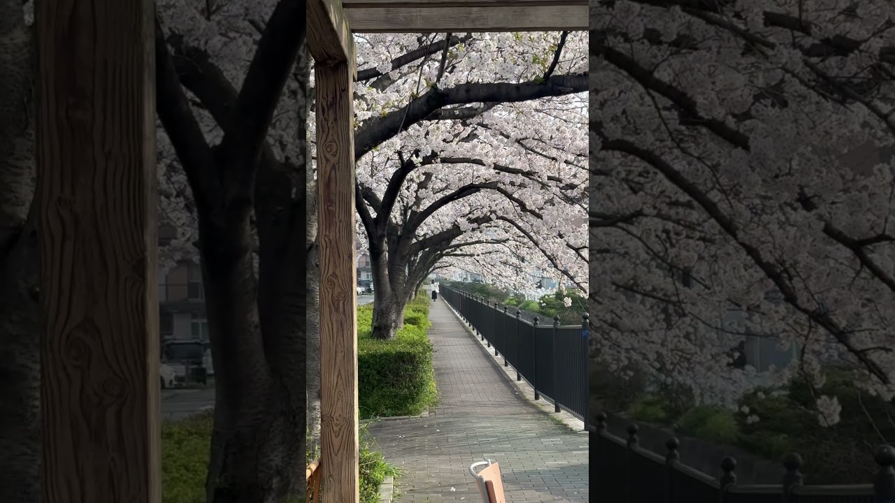 SAKURA load in Nagoya city.