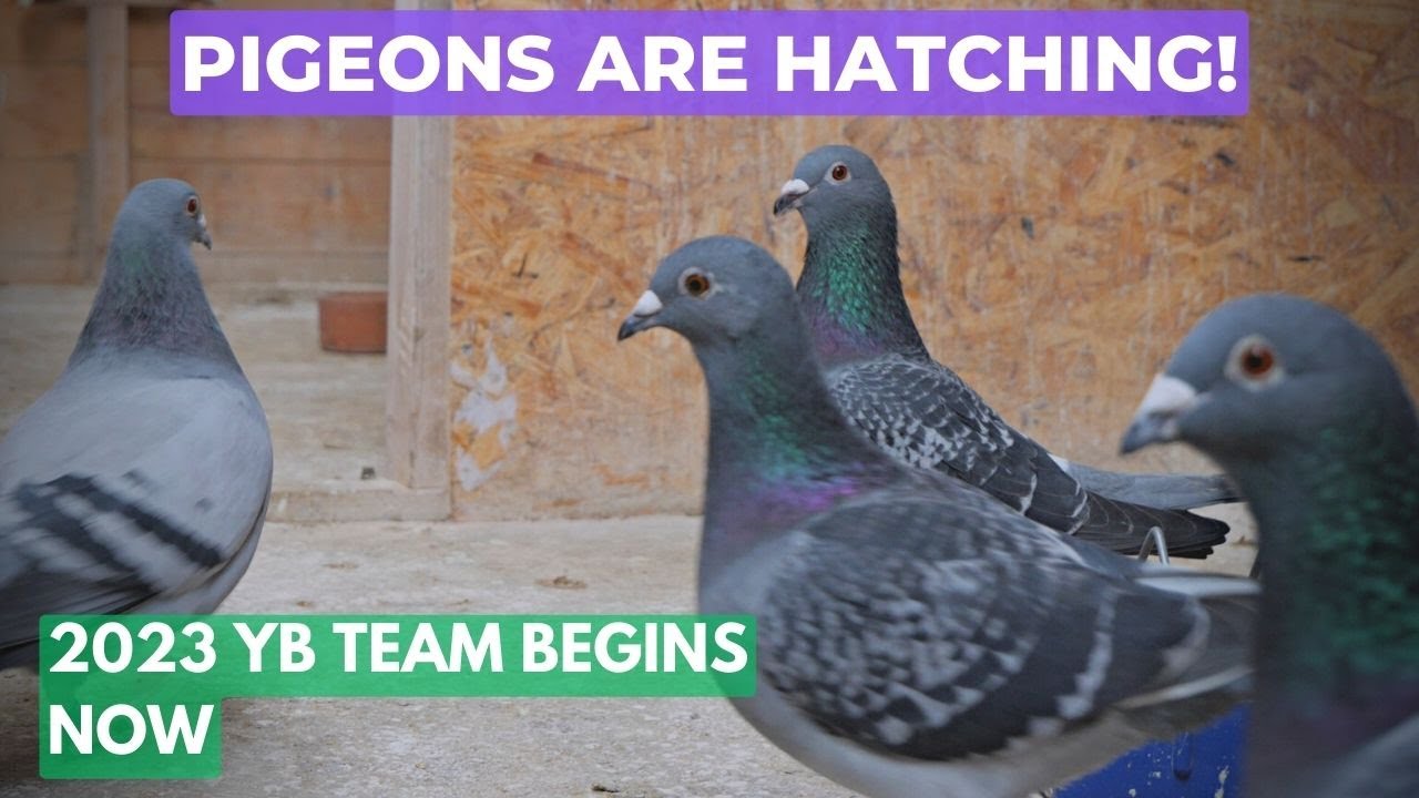 Ep:60 Chicks Finally Here! 🐣