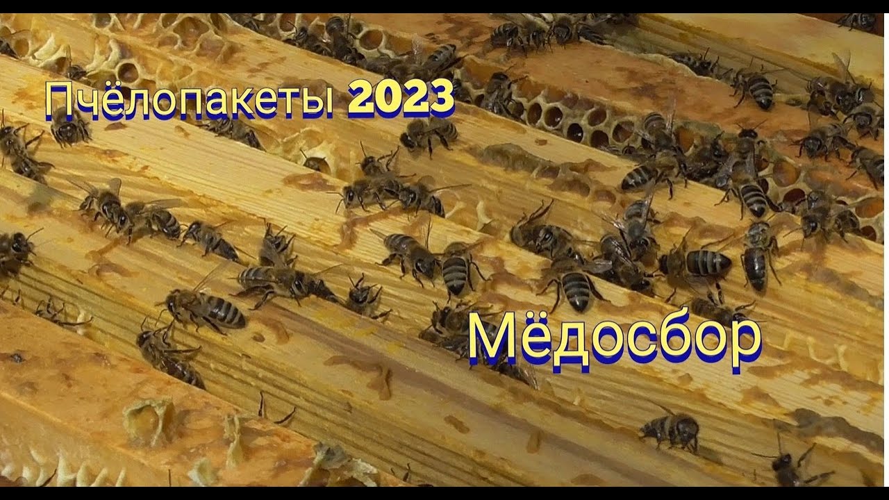 Сильный медосбор три дня,семья может погибнуть если во время с ней не работать Пчелопакеты 2023