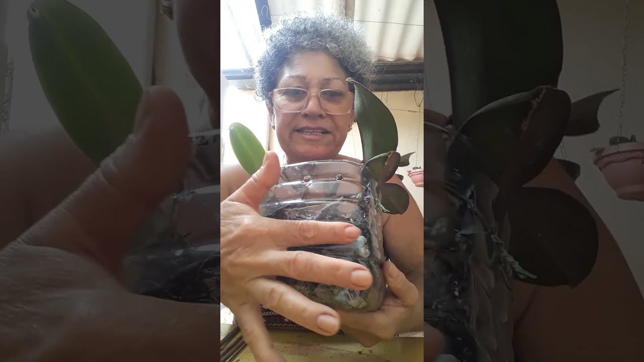 replante na garrafa pet 