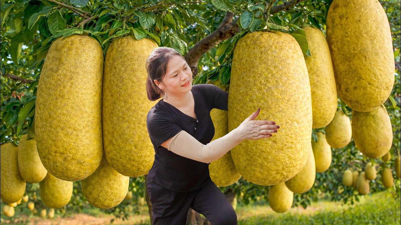 Harvesting Giant Yellow Pomelo to Sell at Market | Red Flesh Rare Tropical Fruit