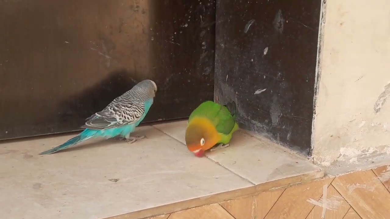 👍🦜🦜🦜🦜🐦🐦🐦🐦♥️♥️♥️♥️♥️