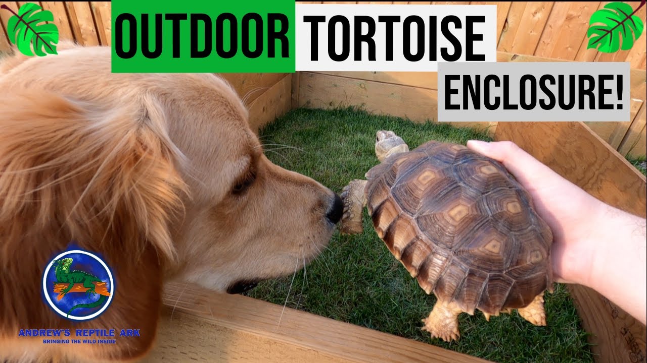 New & Huge Outdoor Tortoise Enclosure!