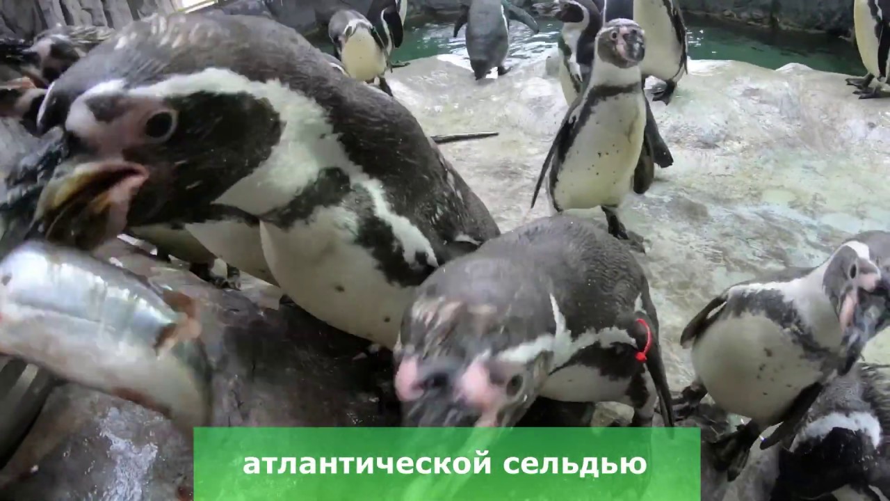 Кормление пингвинов Гумбольдта