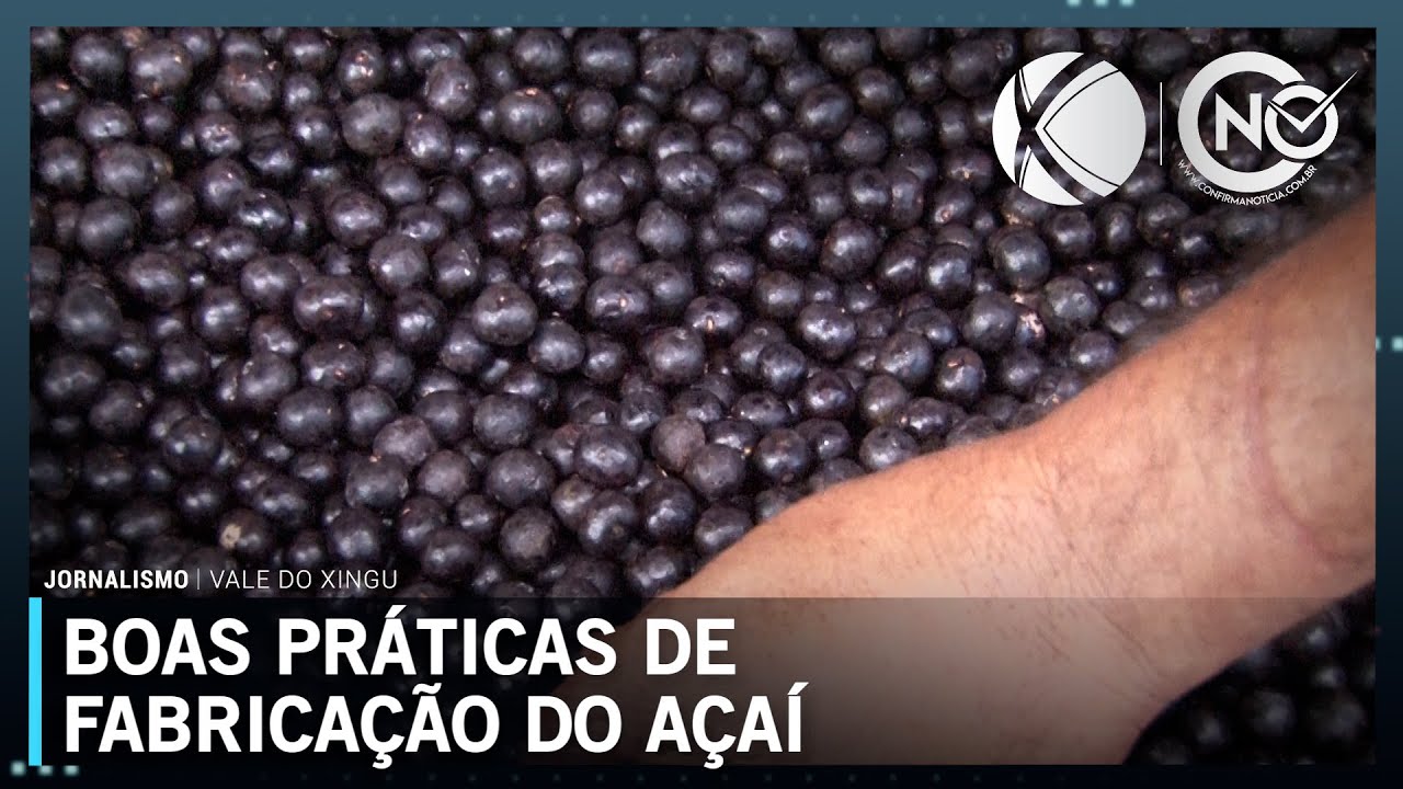 Boas práticas de fabricação do açaí saiba como deve ser feita a limpeza do fruto| SBT Altamira