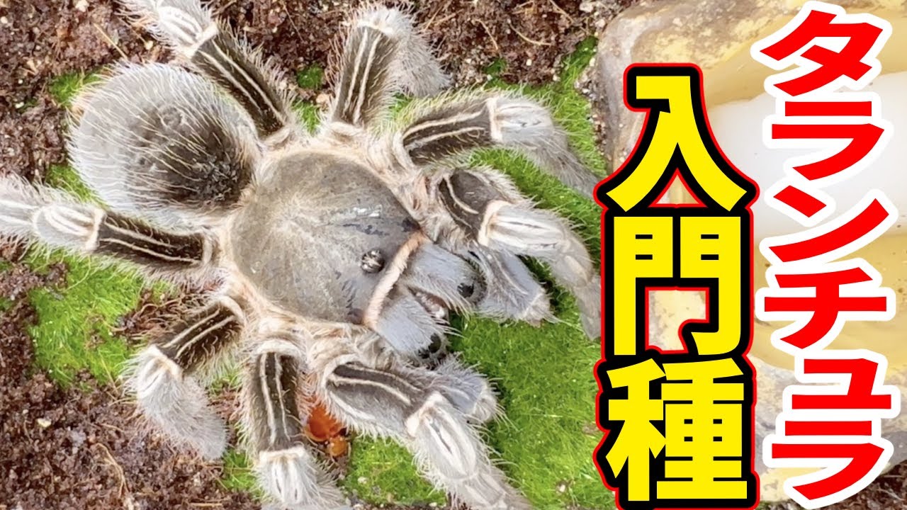 初心者にもおすすめな巨大タランチュラをお迎えしました