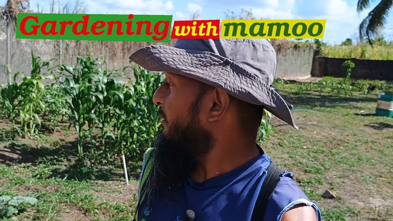 Home Gardening , Growing Corn , Cucumbers and so much more .