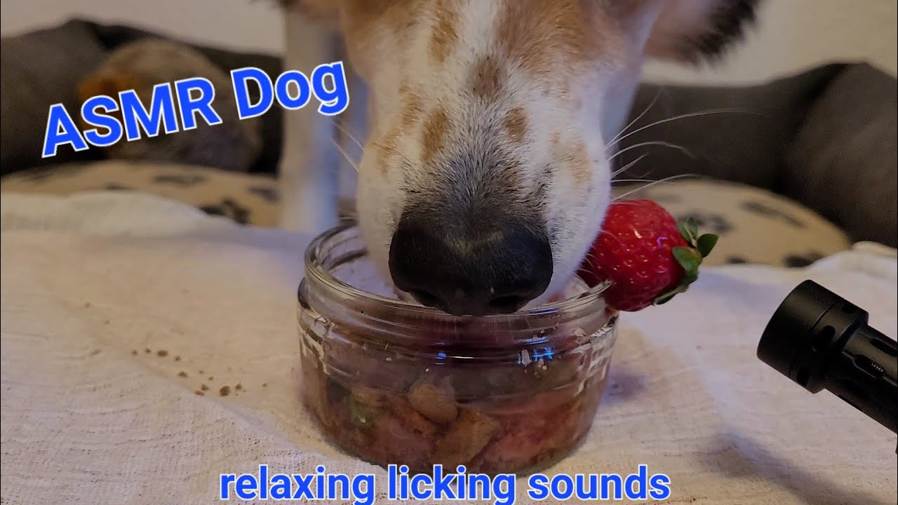 ASMR cute dog licking strawberry smoothie with crunch I relaxing, no talking I mukbang