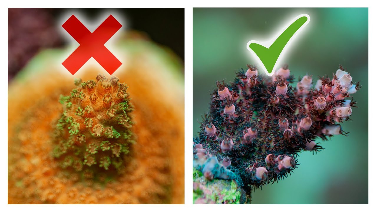 8 способов улучшить рост кораллов Acropora | SPS Reef Tank