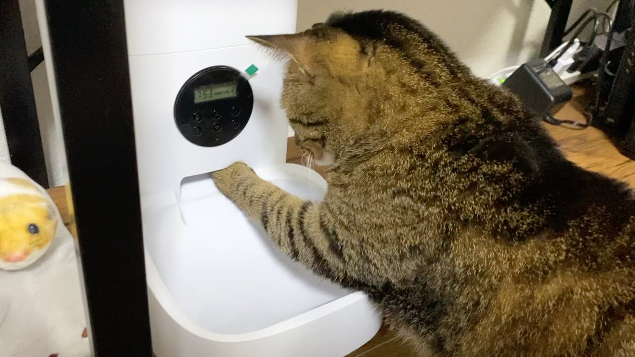 ご飯が出てこなくてイライラする凶暴猫がこちら...