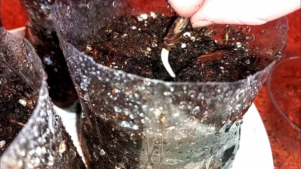 Płomień Afryki DELONIX REGIA sadzenie podkiełkowanych nasion / nasiona wykiełkowały po 4 dniach