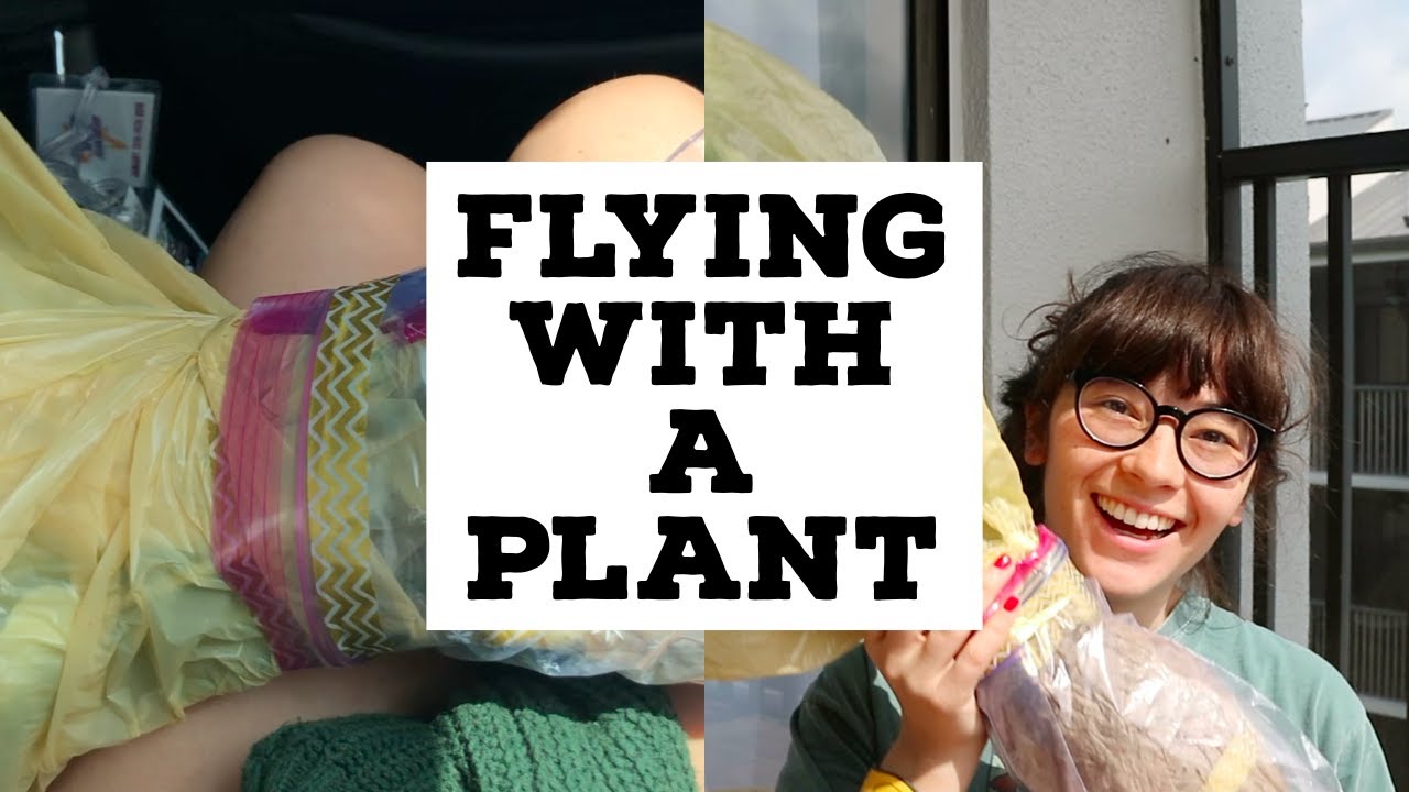 Traveling with plants | Bringing a HUGE plant on an airplane!