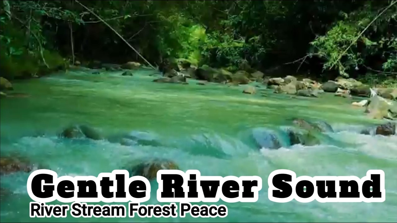 Gentle River Stream Ambience - Relaxing Water Sounds & Forest Peace