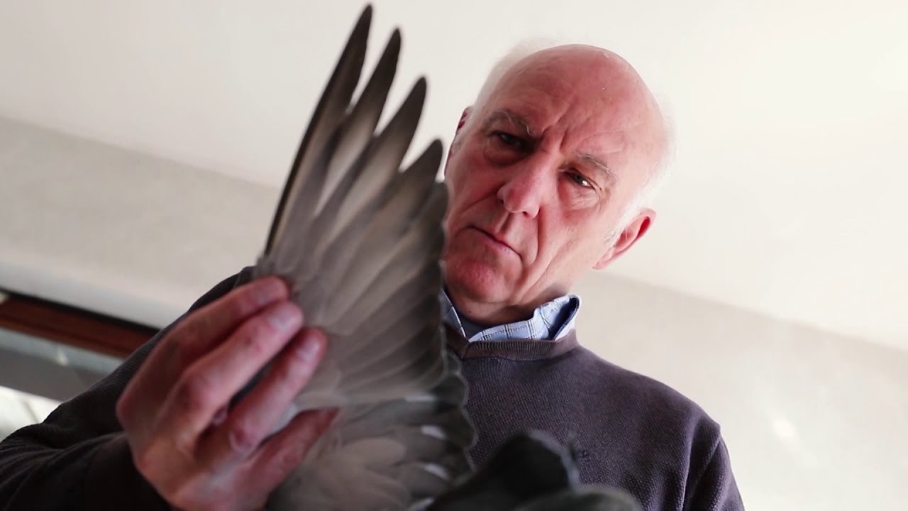 De Belgische Reisduif - Topvorm - dr. Fernand Mariën over duivenvoeding