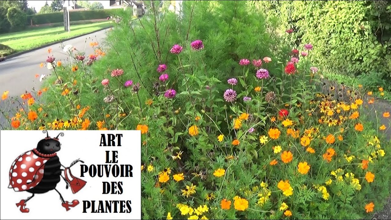 Conseils jardinage: Zinnia, semis, culture, récolte de graines: Plante annuelle