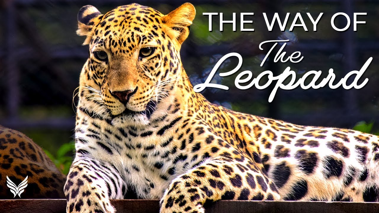 The Way of The Leopard