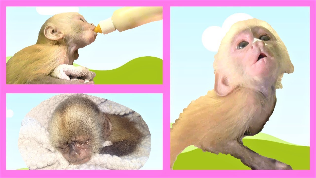 Baby Monkey   Yummy BOTTLE, Quiet NAP and Fun PLAYTIME!!