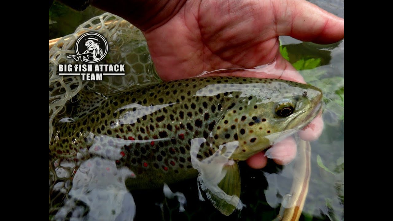Na Pstrągi !!! Odcinek 12  ( Mayfly Time )
