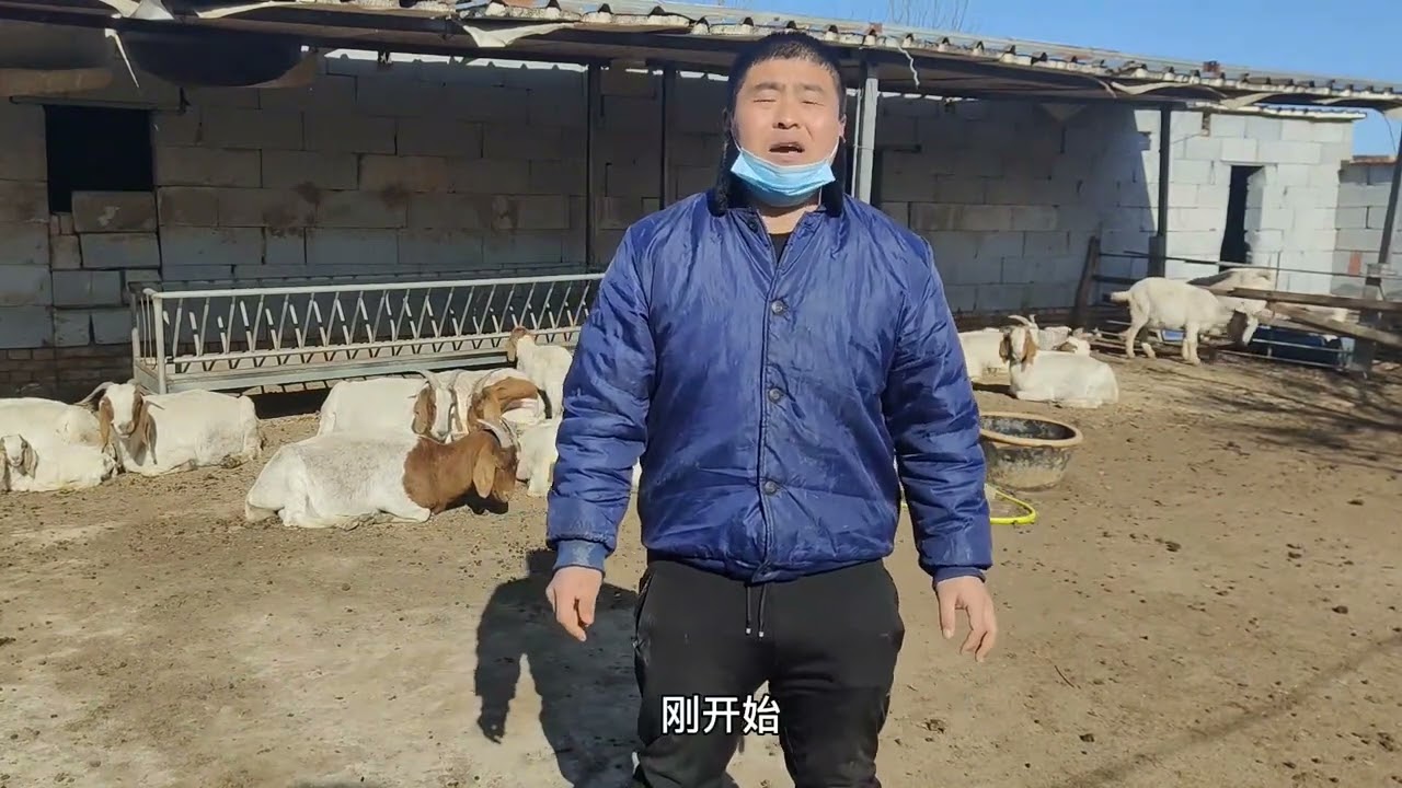 放牧是累赘，大耳朵羊不打耳标！