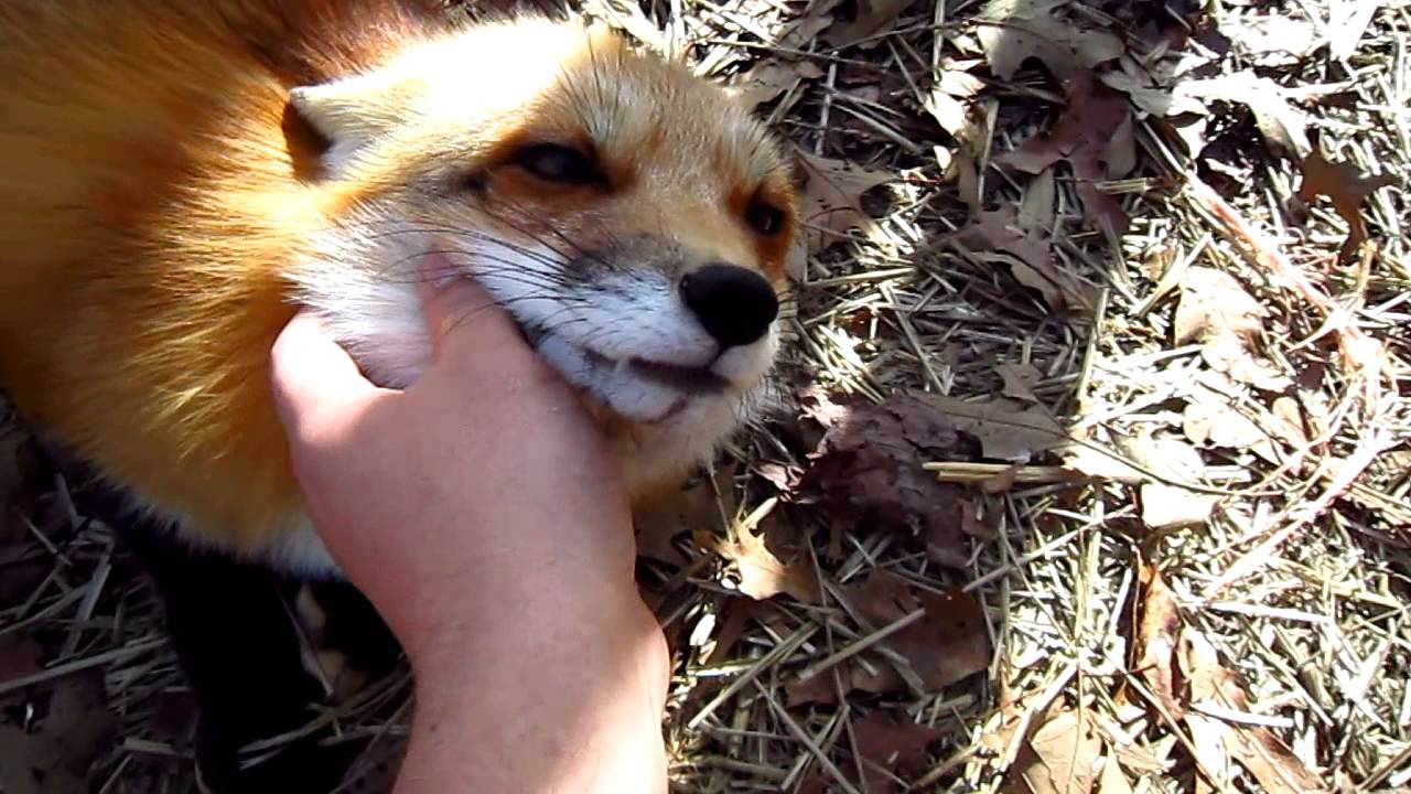 Fox whiskers are WIN