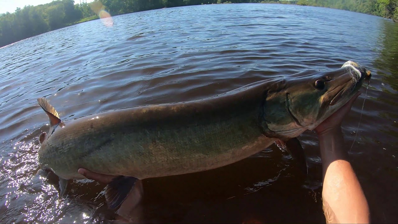 Massive Musky Eats Fly in the Figure 8