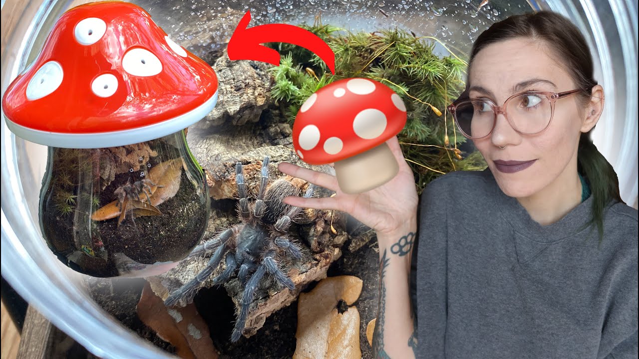 DIY Mushroom TARANTULA Terrariums & Rehousing!.. CHEAP, simple, natural set ups