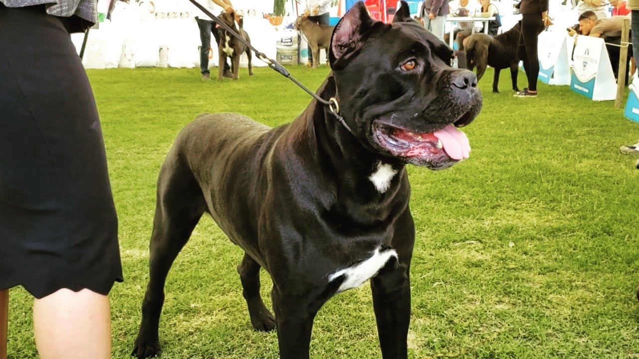 Sangue Magnifica Scirocco at Campionato del Mondo Cane Corso