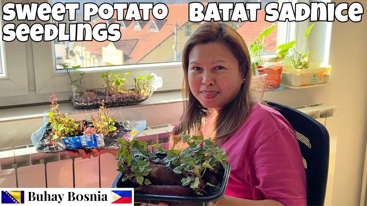 Sadnja mog batata u zatvorenom prostoru | Planting my sweet potato indoor