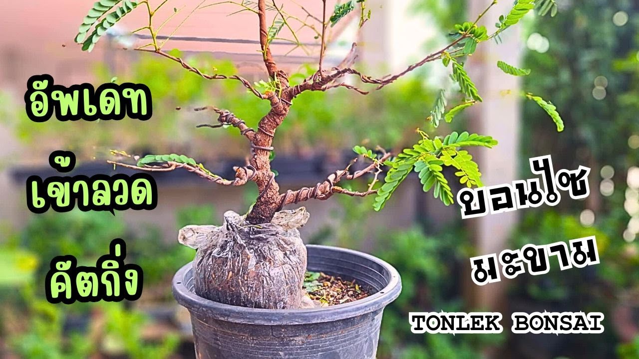 อัพเดท เข้าลวด คัตกิ่ง มะขามบอนไซ #bonsai #bonsaithailand #บอนไซ #มะขาม #บอนไซมะขาม