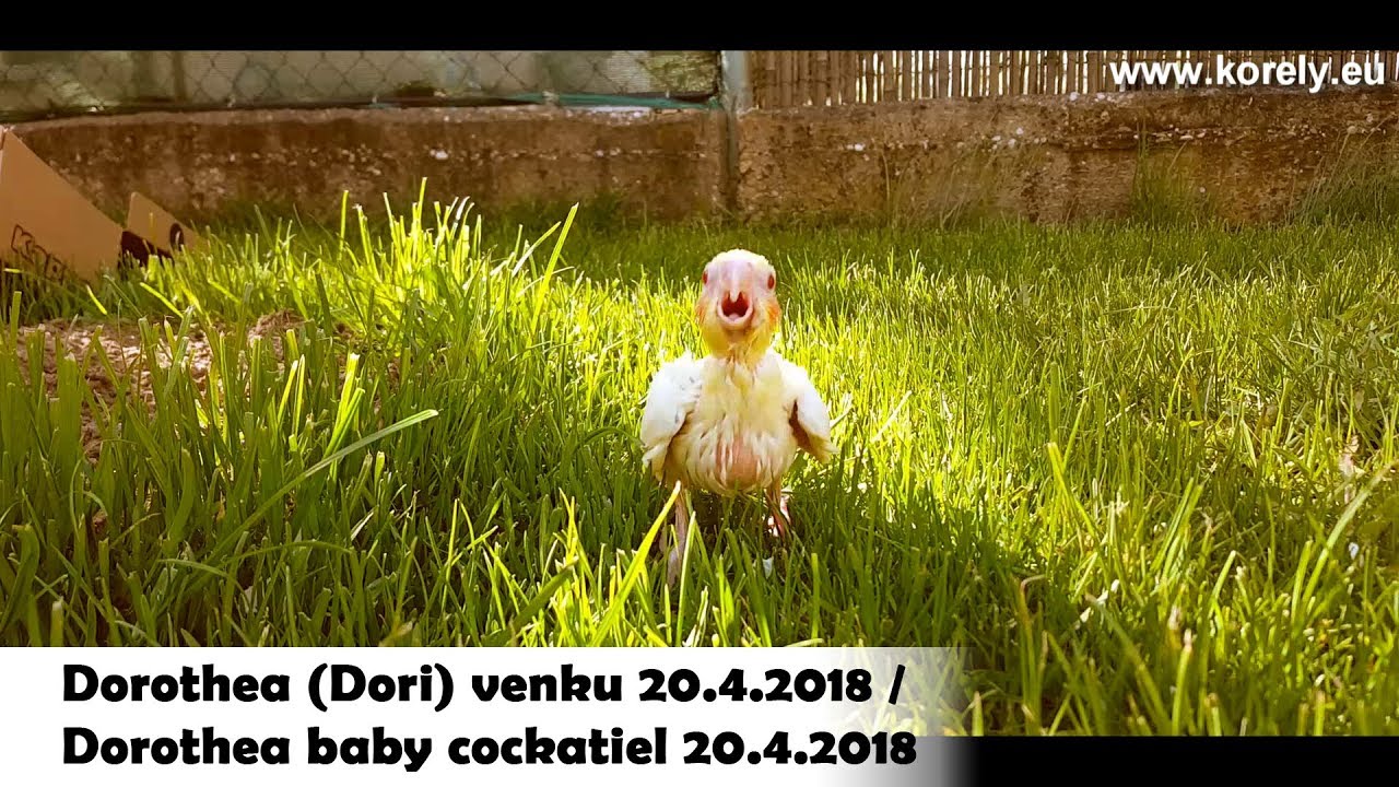 Dorothea (Dori) poprv&eacute; venku 20.4.2018 / Dorothea (Dori) baby cockatiel 20.4.2018 │KorelyEu