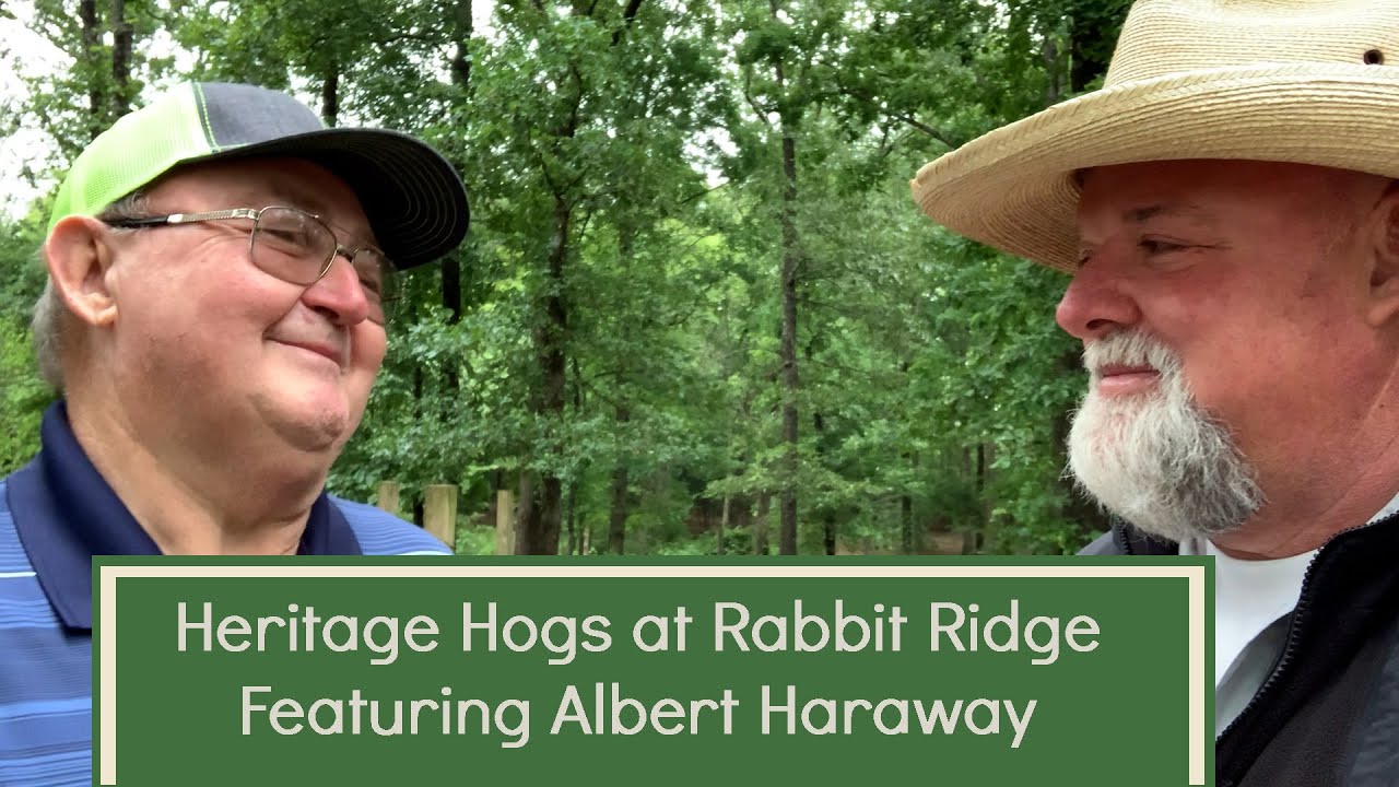 Heritage Hogs at Rabbit Ridge Farms