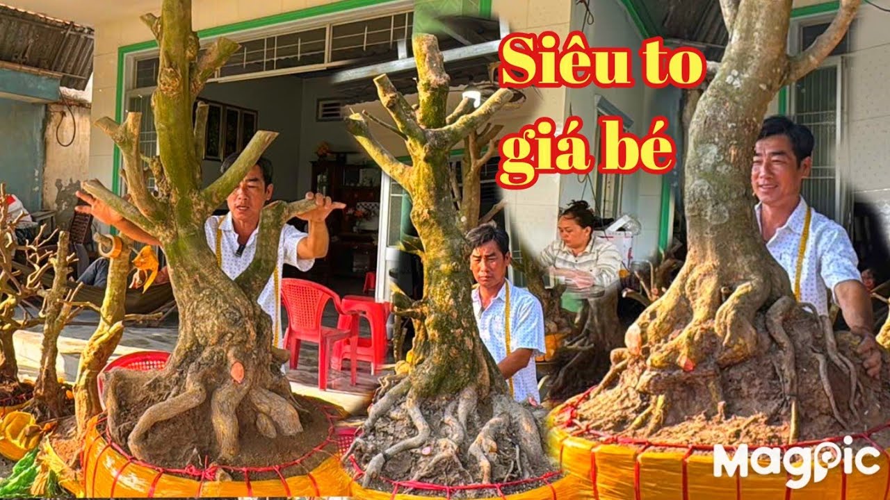  A Dũng 👉 Zalo 0964009759 Gl  Cây maii vàng chơi tết v phôi đế đẹp tại ĐT