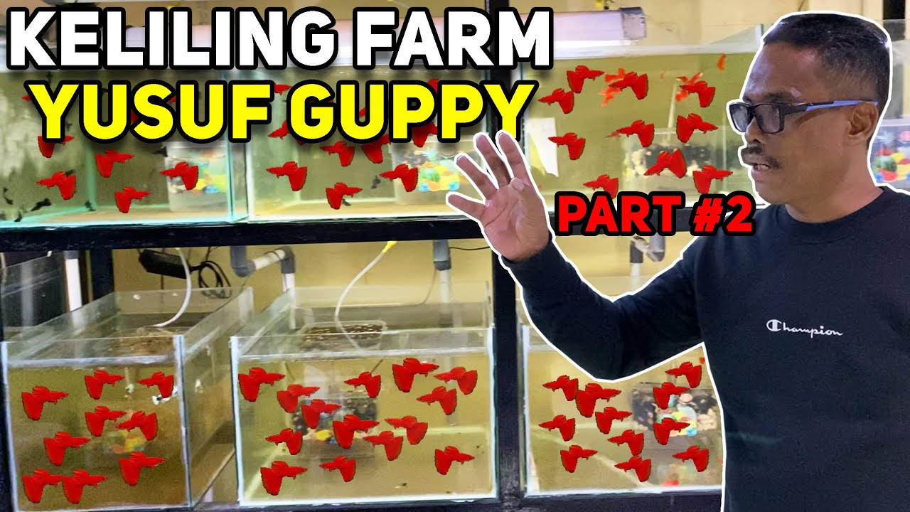 KELILING FARM YUSUF GUPPY || PART 2
