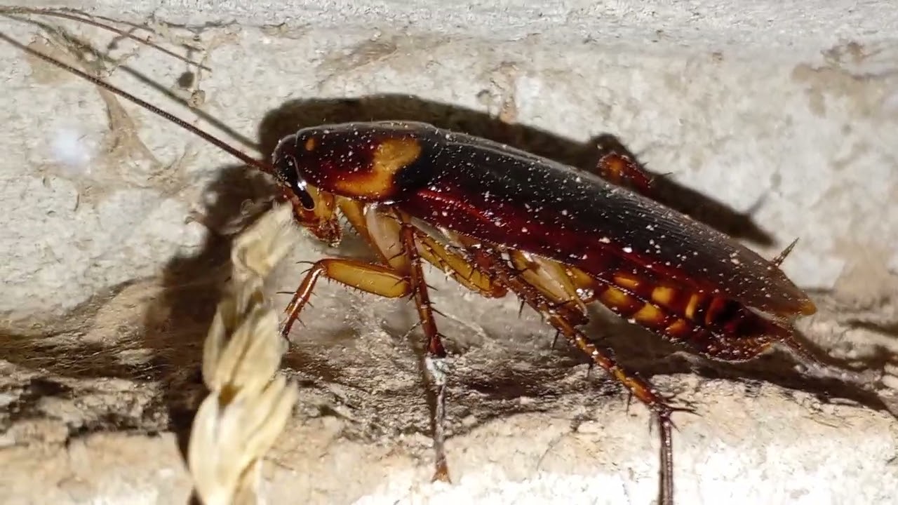 Huge roach | Cockroach 🪳