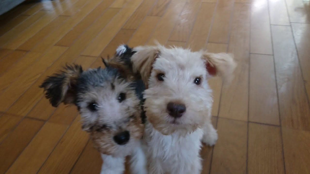 Wire fox terria & Lake land terria puppy