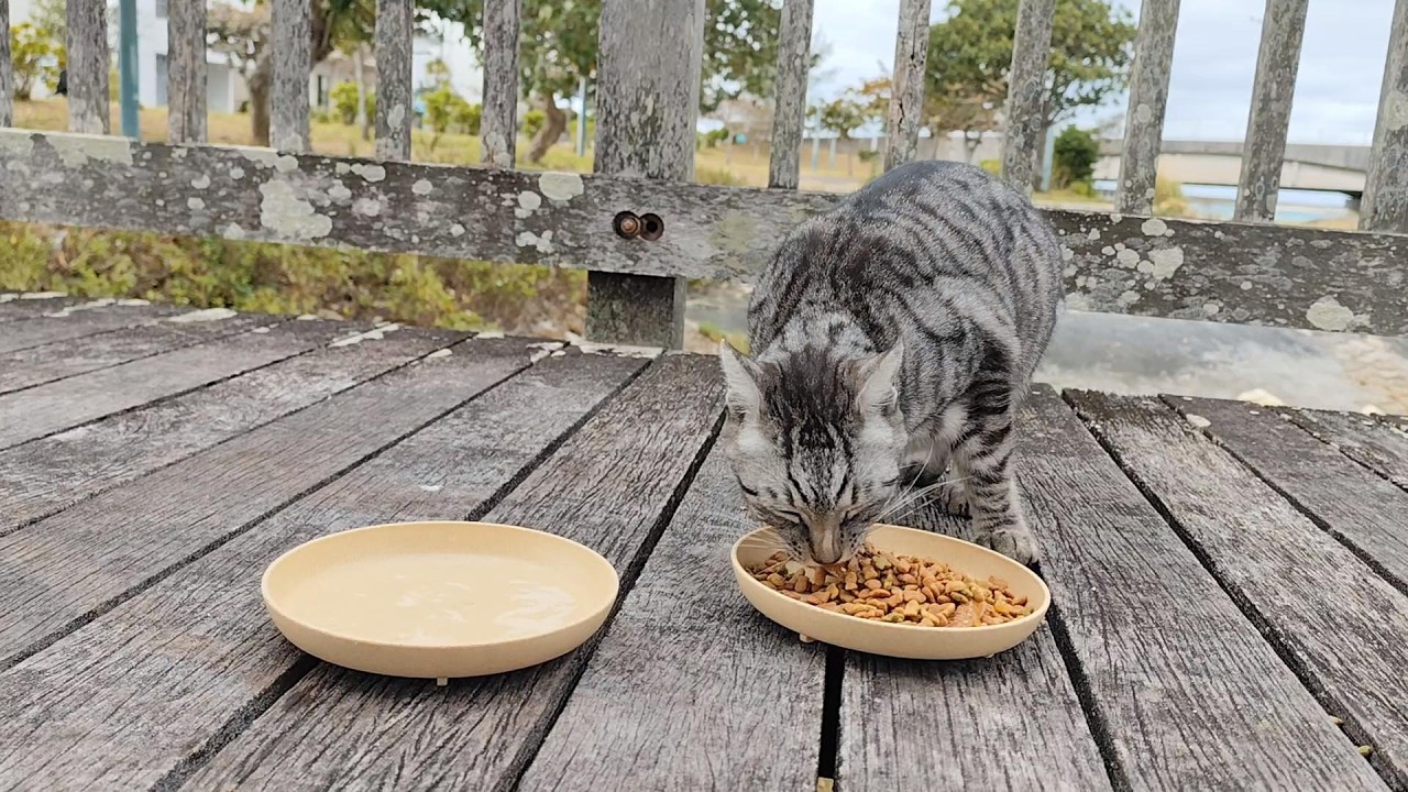 2026.2.7 猫巡り ビーチ猫のみなみちゃんに美味しいカリカリと大好きなウェットフードを