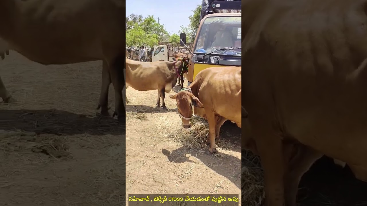 sahiwal, jersey cross breed cow | sardarnagar cows market