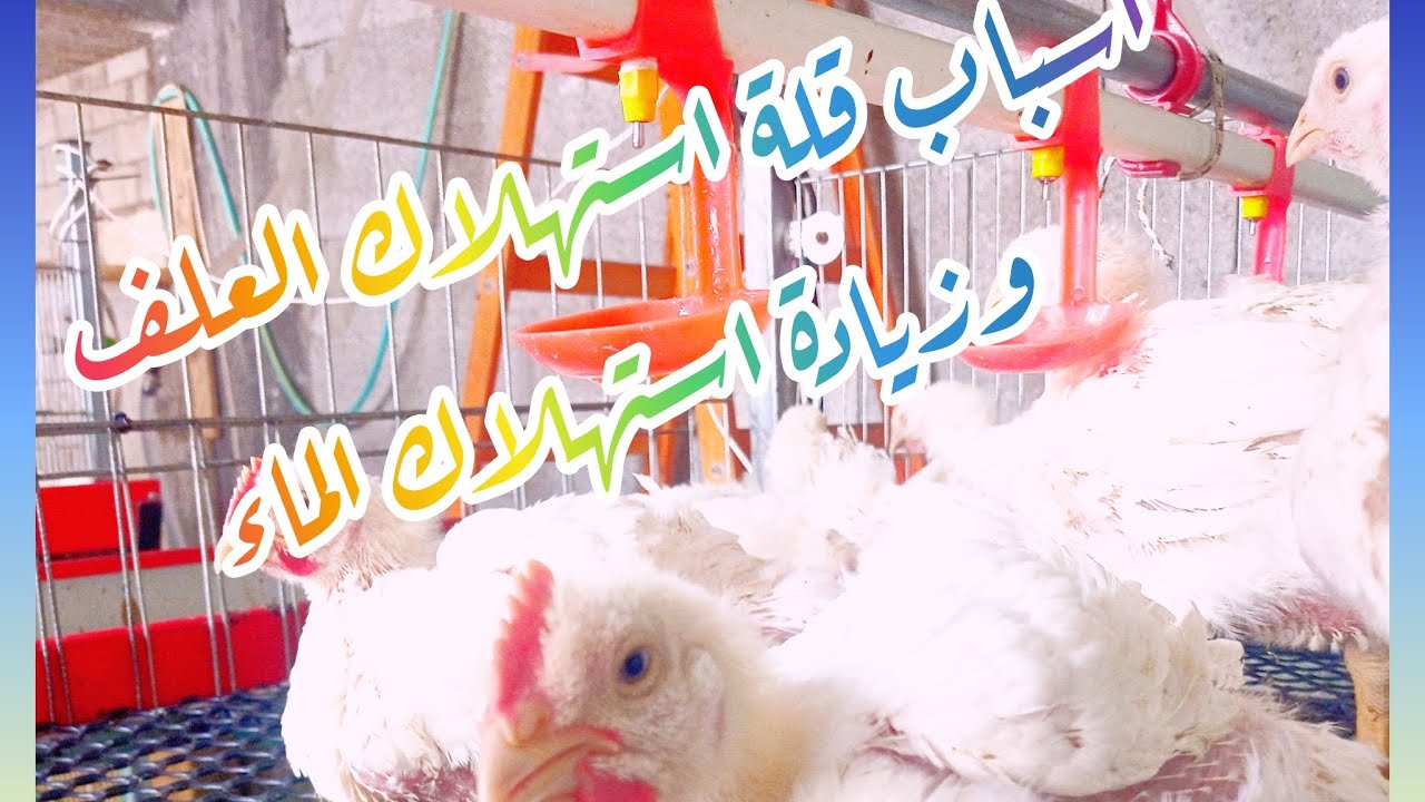 اسباب قلة استهلاك العلف وزيادة استهلاك الماء 🥰❤️😘🎉