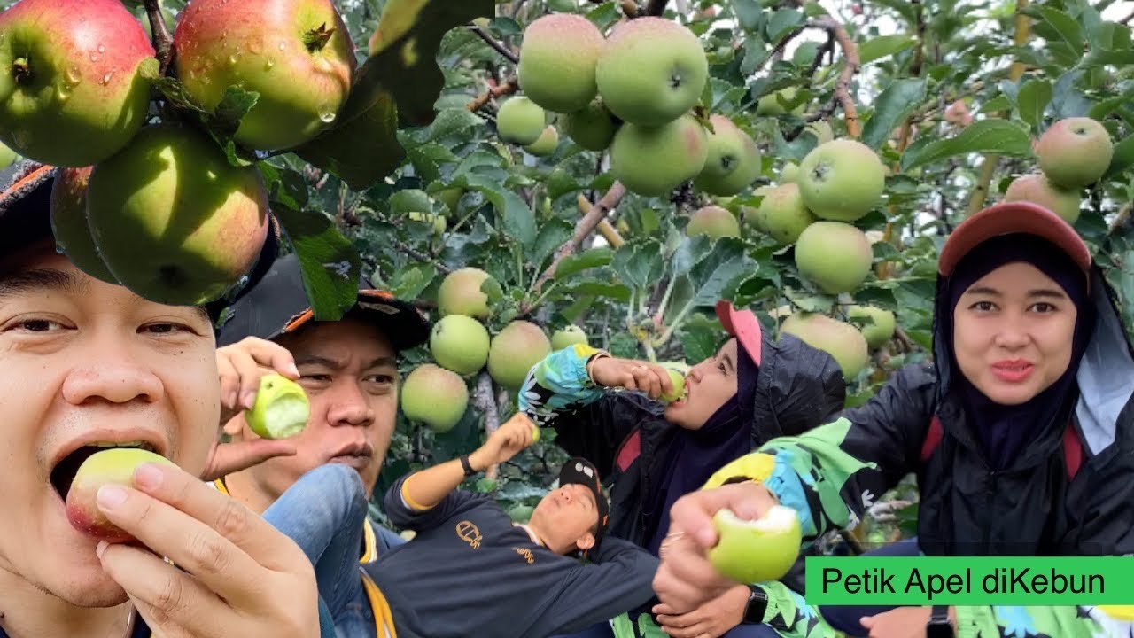 KEBUN APEL MALANG, MAKAN SEPUASNYA 🍏🍎