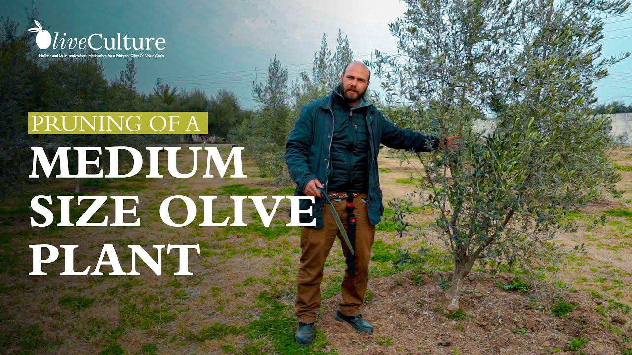 How to Prune Medium Size Olive Tree | OliveCulture