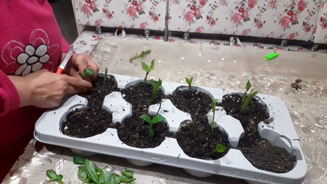 FİDE'DEN FİDE ÇIKARIYORUZ..DALYA (YILDIZ) ÇİÇEĞİ