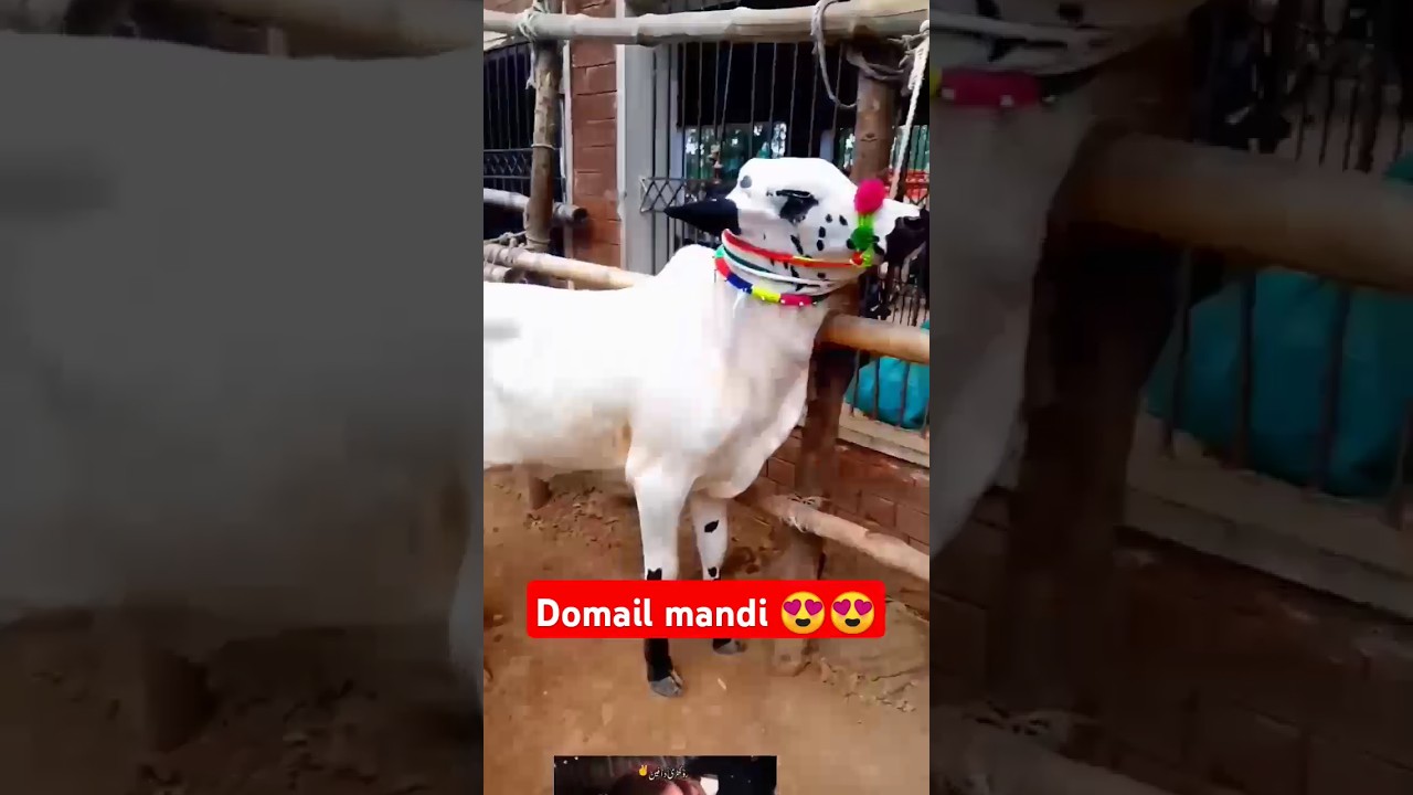 Cow mandi domail 2024😍#cow #cattlemarket #fatehjangi#shorts #shortsvideo #bull #fatehjangbulls
