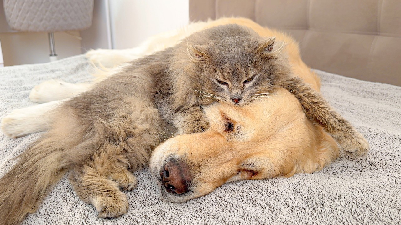 Gentle Golden Retriever Patiently Lets Fluffy Cat Use Him as a Bed!!