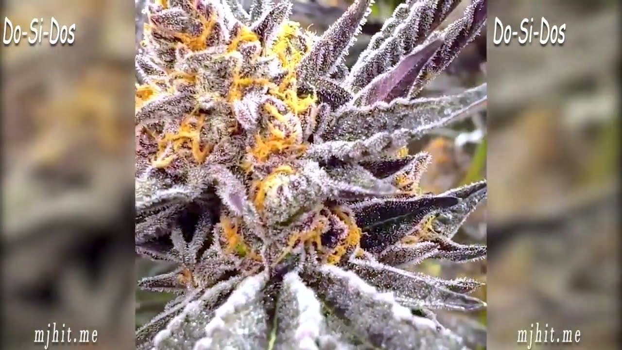 Dosidos Strain: The Perfect Choice for a Balanced and Relaxing High
