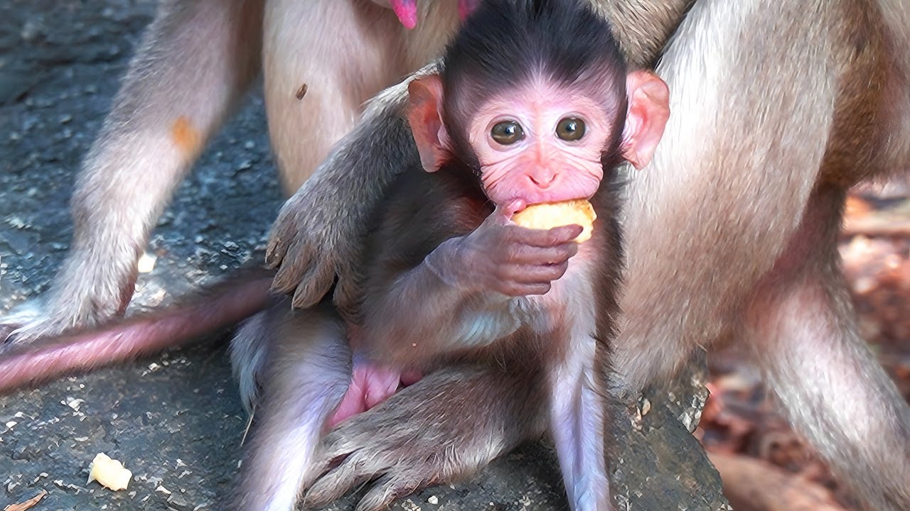 Witness Charlie Baby Monkey's First Forest Encounters!